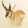 Antelope Pics