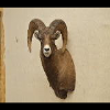 Sheep/Goat Pics
